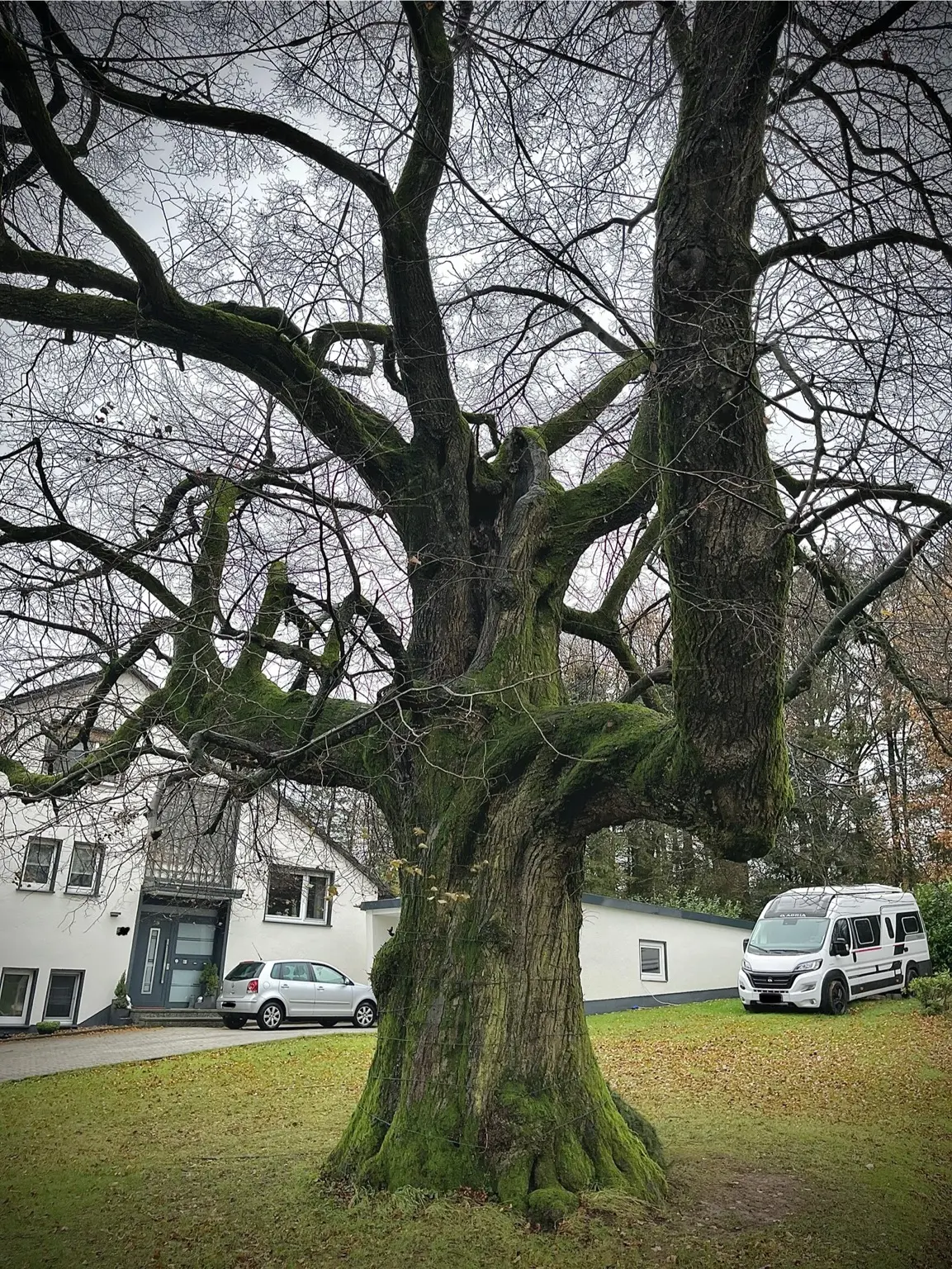 Alter, stark verzweigter Baum mit moosbewachsenem Stamm auf einem Grundstück
