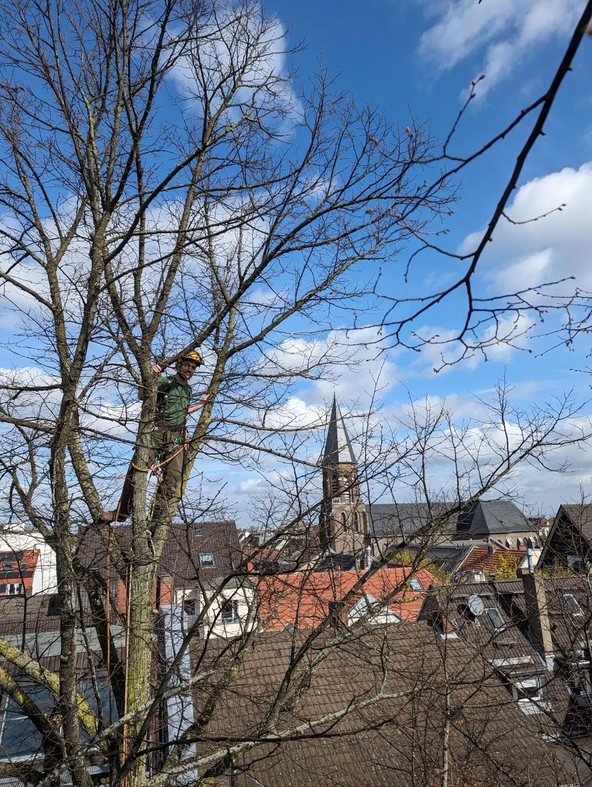 Manuel Thielecke arbeitet mit Kletterausrüstung in einem Baum über den Dächern