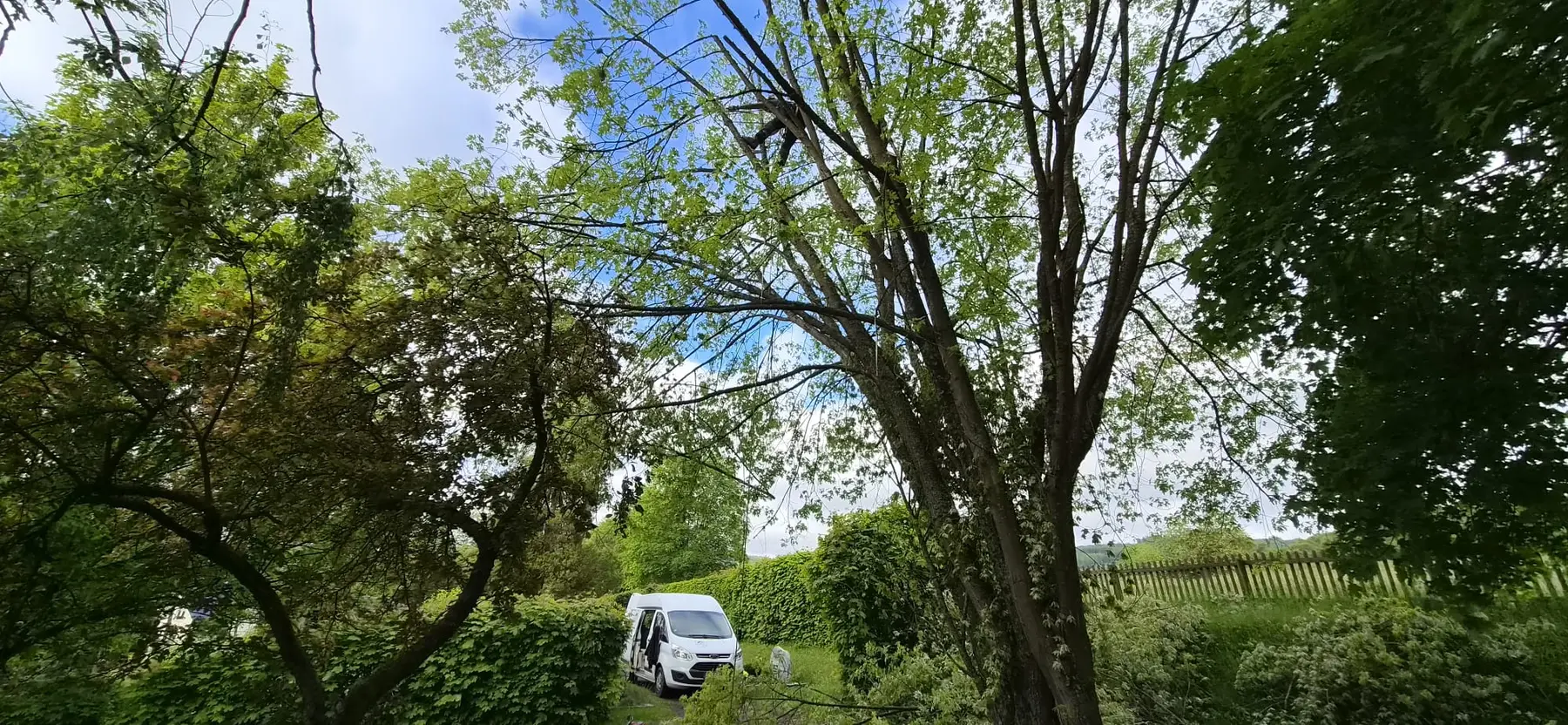 Baumpflegeeinsatz auf einem Friedhof mit großem Baum und Transporter