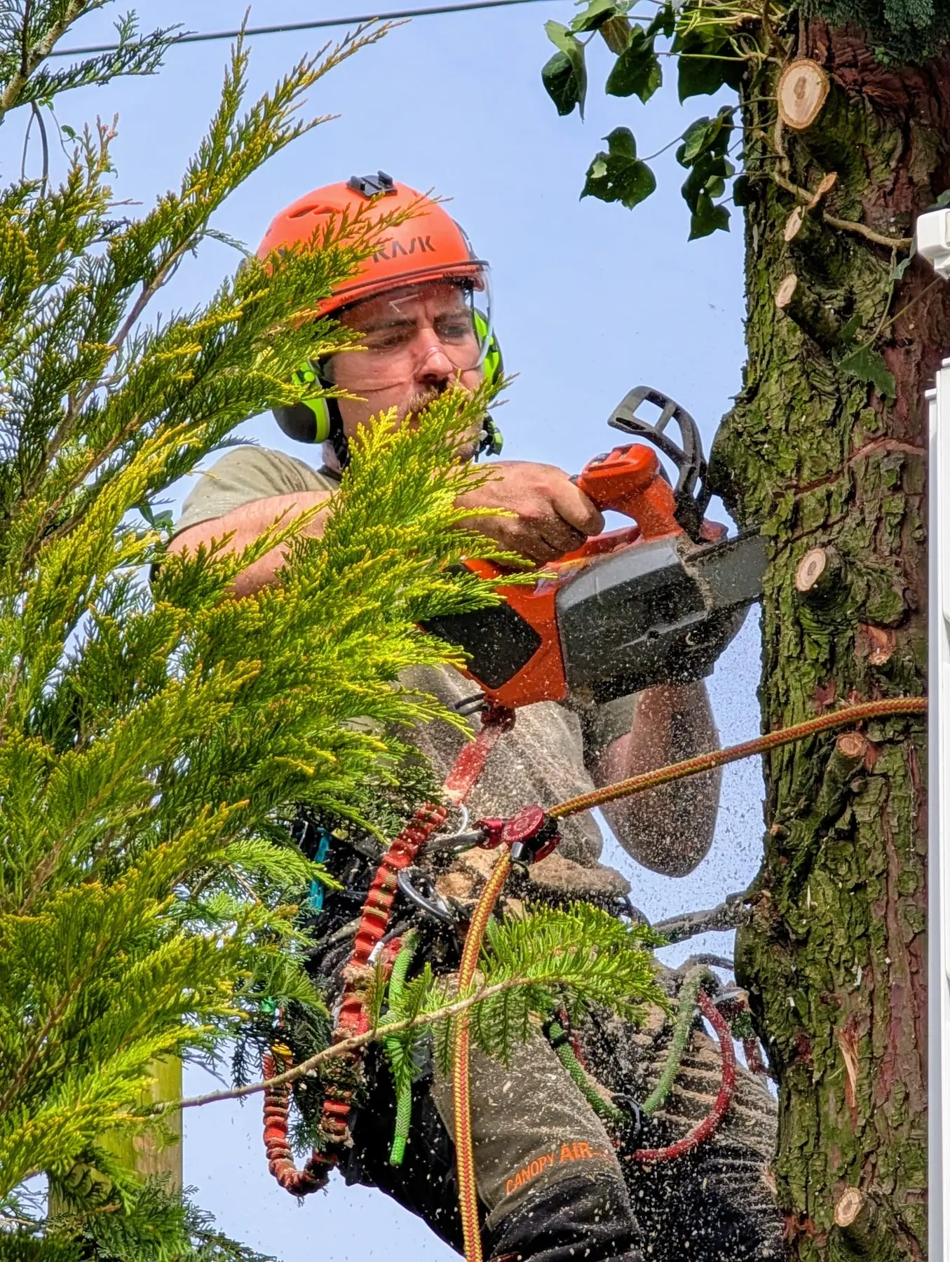 Manuel Thielecke arbeitet mit Helm, Visier, Seilsicherung und Motorsäge am Baum