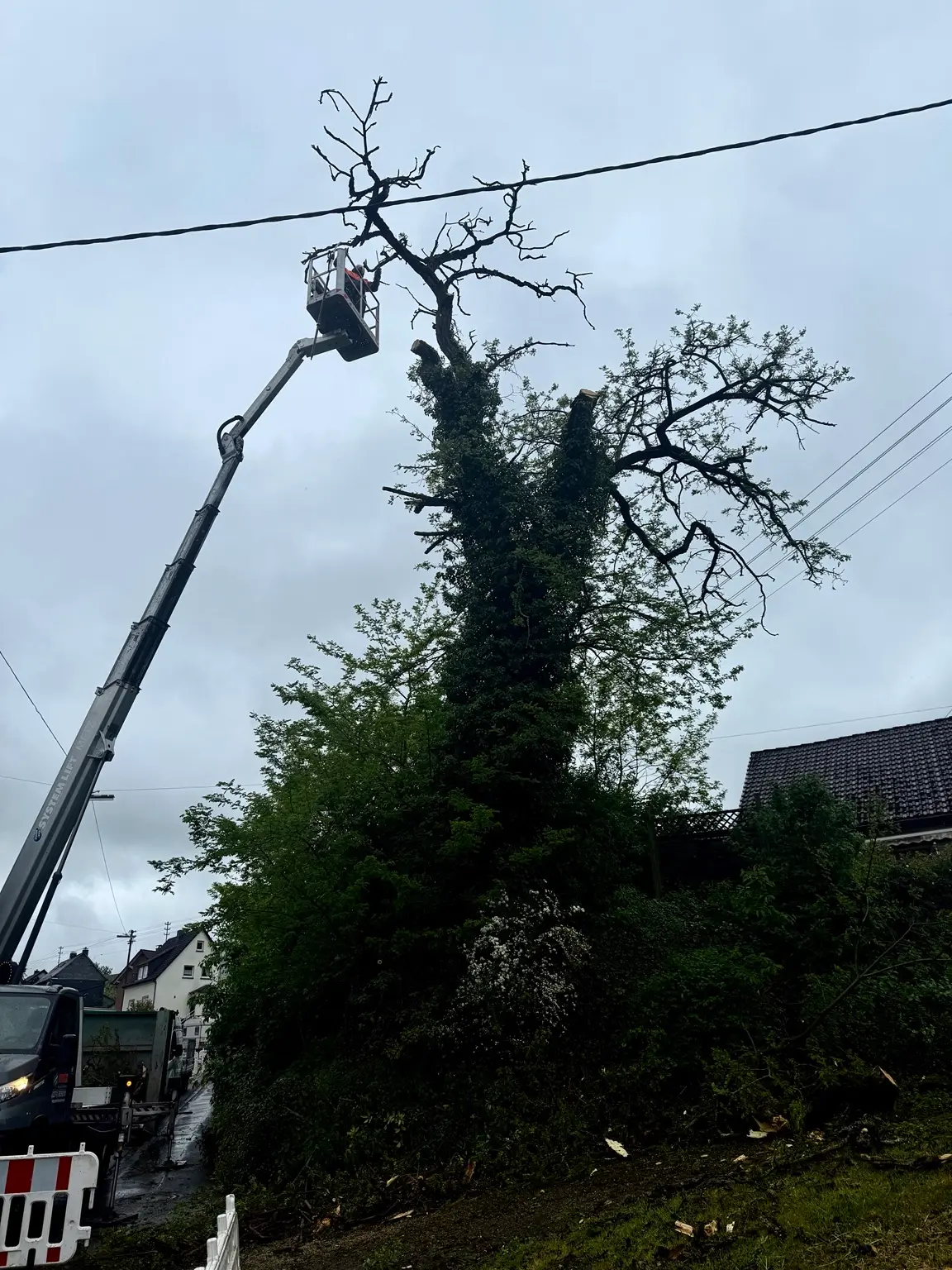 Baumpfleger trägt mit einer Hubarbeitsbühne einen Baum nahe Freileitungen ab