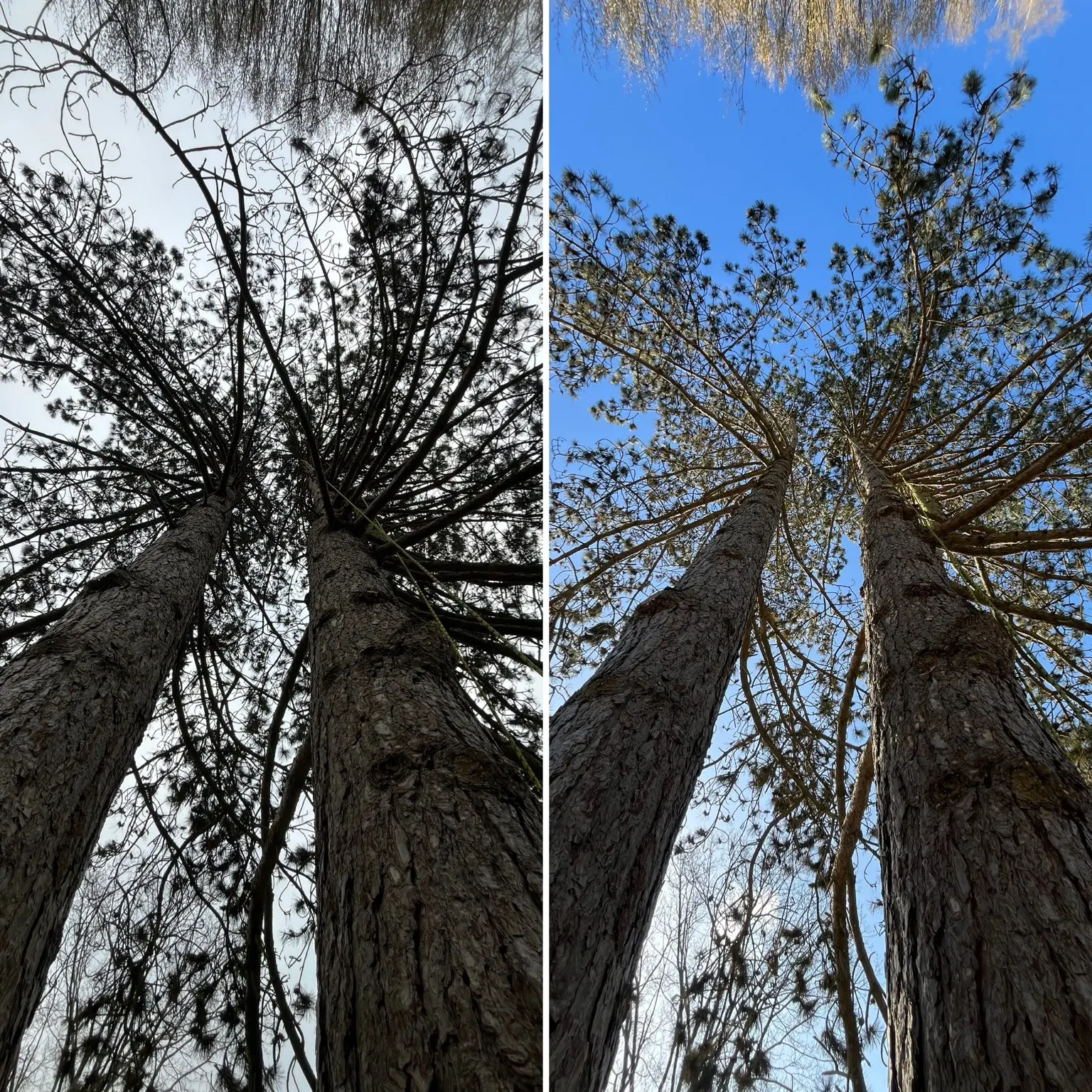 Vorher-Nachher-Vergleich nach einer Totholzentfernung an zwei Waldkiefern