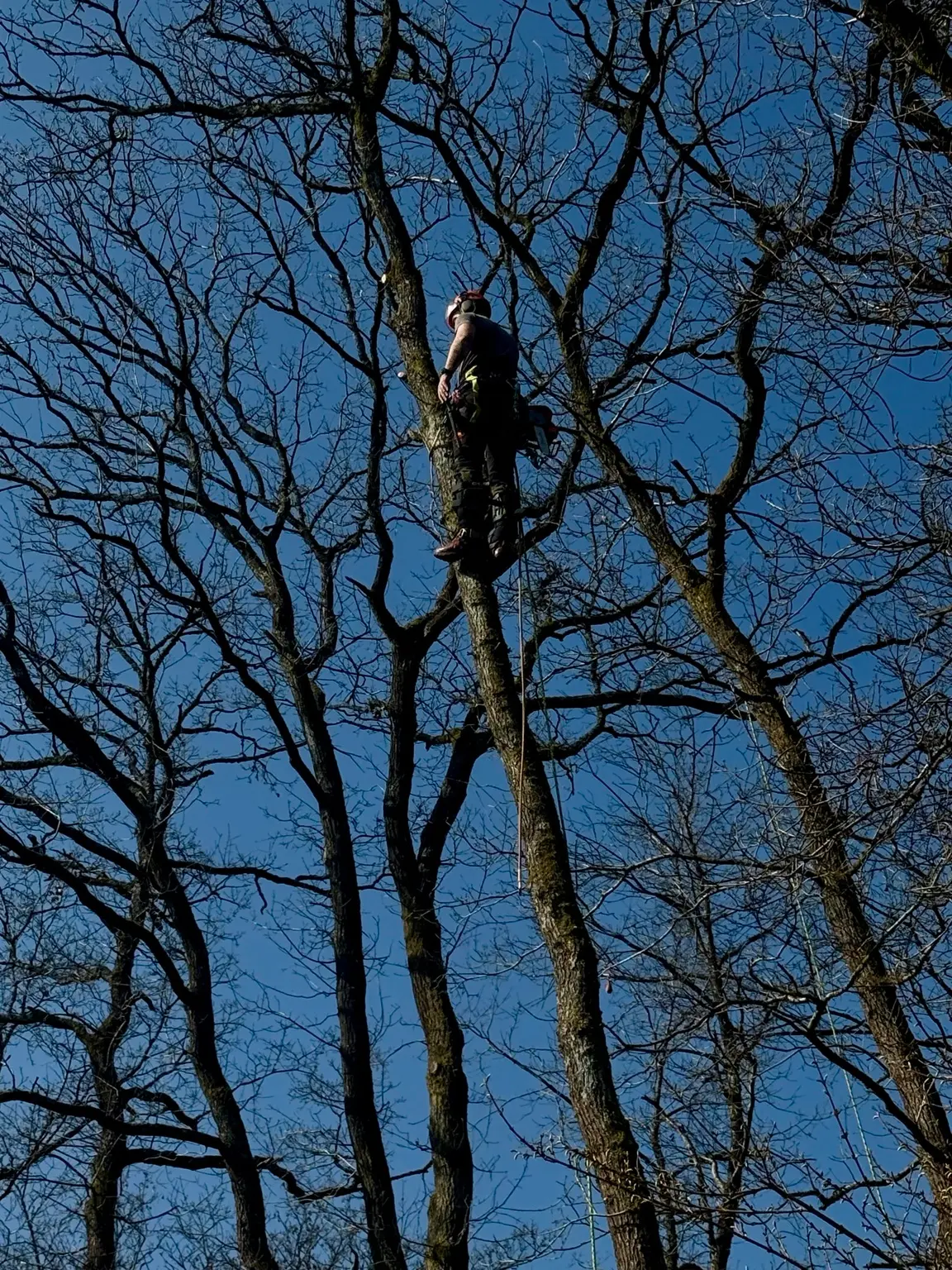 Baumpfleger arbeitet seilgesichert an einem hohen schlanken Stamm