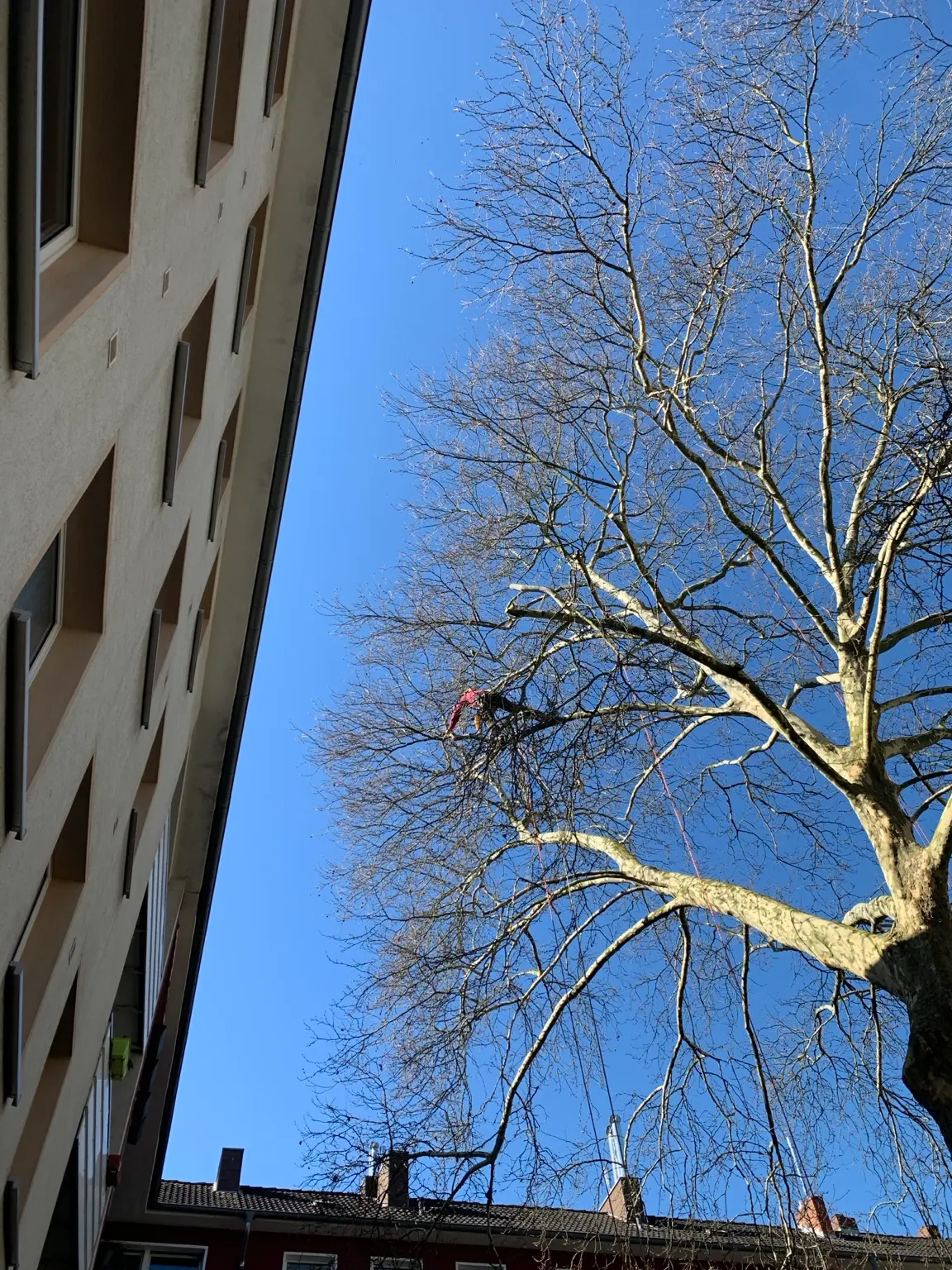 Baumpfleger arbeitet in einer großen Platane unmittelbar neben einem Wohngebäude