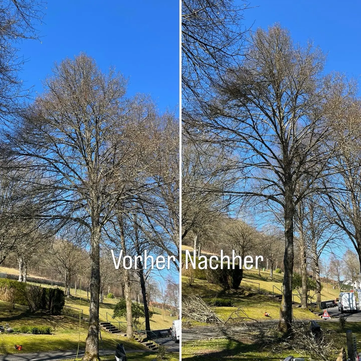 Gegenüberstellung eines unbelaubten Baumes vor und nach dem Kronenschnitt